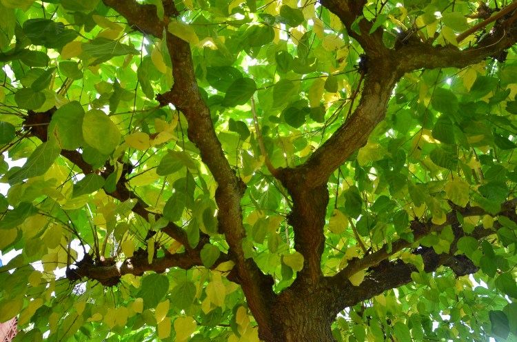 Ez naiz biluztuko udazkenean, ez naiz loak hartuko udagoienean neuk soinean berdea janzten segituko dut; itxaron penarekin baino esperantzaz jantzita. 