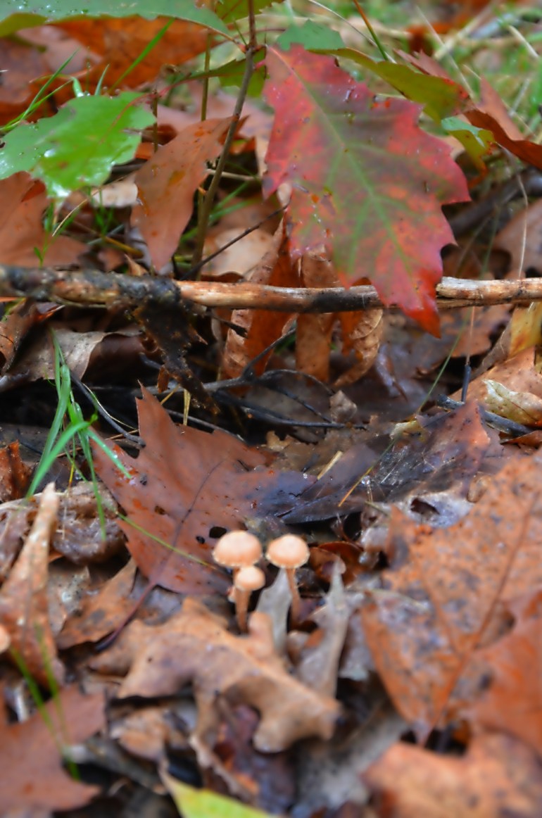 udazken koloreetan eta zaporeetan