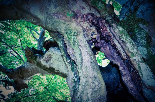 zuhaitz zulatua2_edited