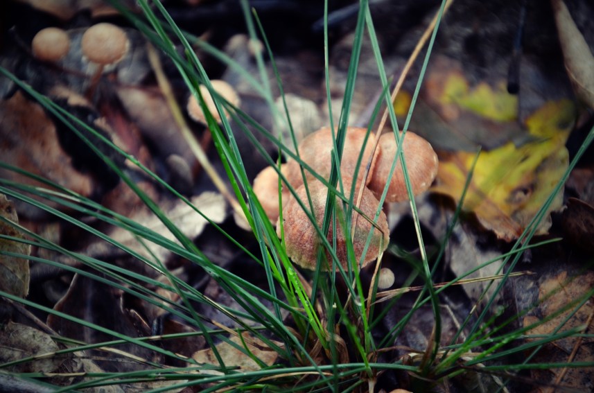 perretxikoak giputxitaz eskapoka