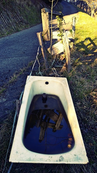 fotor_(76) [1971462]