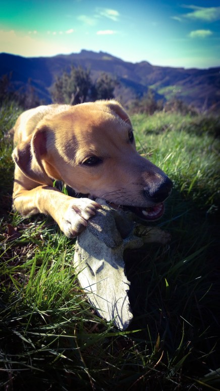 adobephotoshopexpress_2a15f69924144184952b9cfe35a1e353