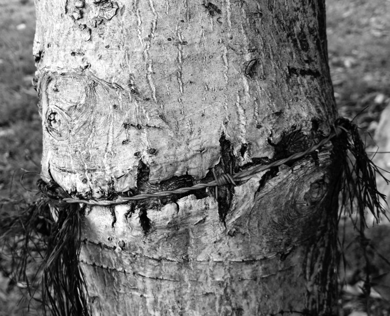 adobephotoshopexpress_906ec4ab4a25469386dfad75853adf0a