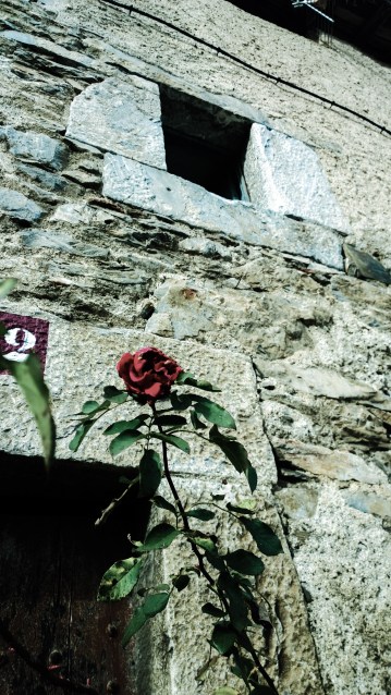 adobephotoshopexpress_d806e5f569dc4a018a803c8478700429