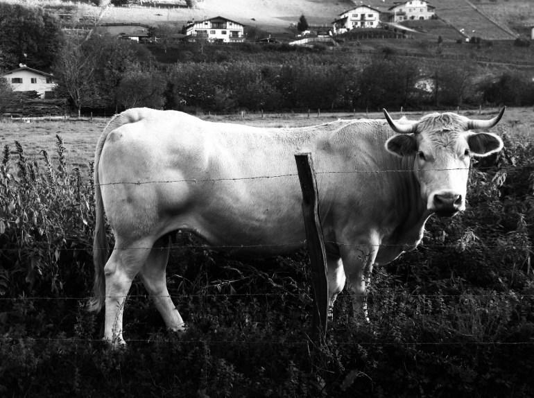 adobephotoshopexpress_7884cd5ce7634286b50f12dc953d96bd7585