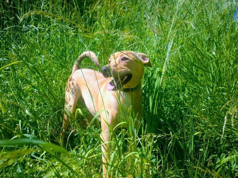 WP_20170419_16_08_03_Raw-EFFECTS