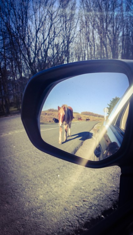 WP_20150219_16_49_17_Pro__highres_edited